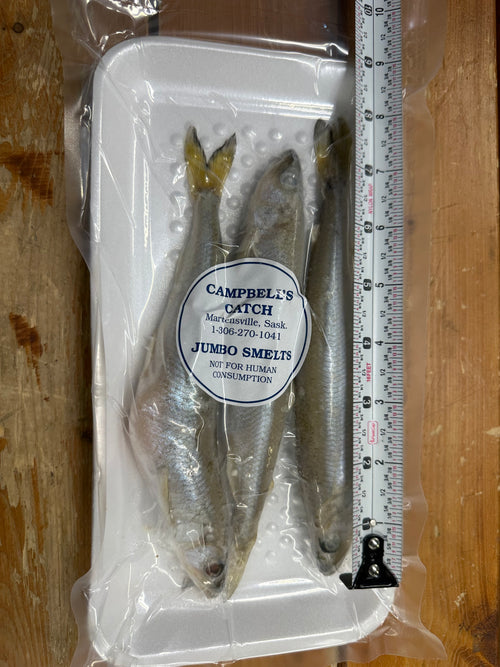 "Campbells Catch" Frozen Large Smelts