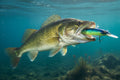 KC Lures Walleye Thief