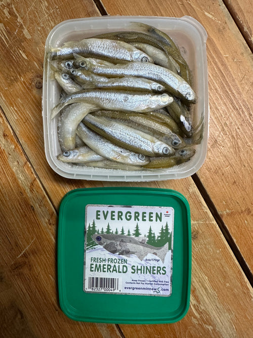 "Evergreen Emerald Shiners" Frozen Minnows