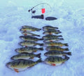 Finicky Fooler Hooksetter - Just arrived!!