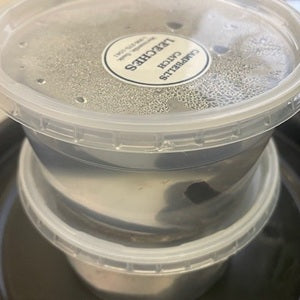 "Campbell's Catch" Live Leeches