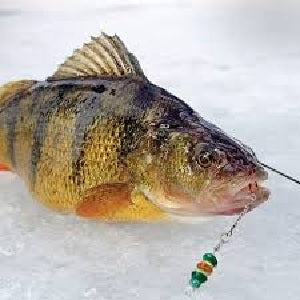 Lindy Perch Talker